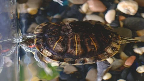 Turtle swims in clear water. Stock Footage 118930361