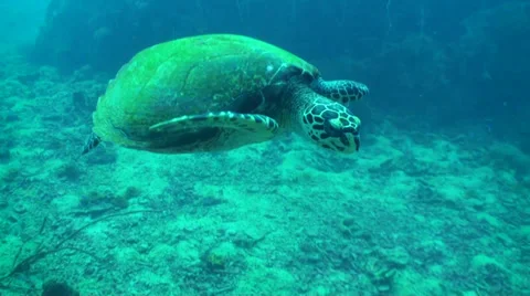 Turtle swims close Stock Footage 33106594