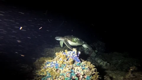 Turtle swims in the dark Stock Footage