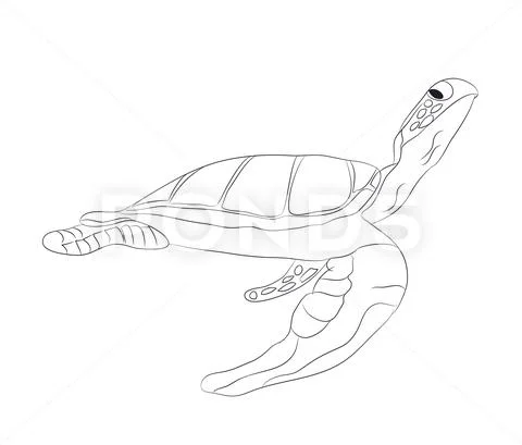 Turtle swims drawing lines, vector Stock Illustration