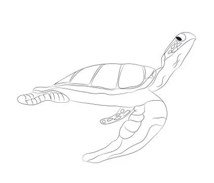 Turtle swims drawing lines, vector Stock-Illustration