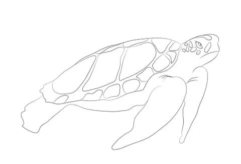 Turtle swims drawing lines, vector Illustrazione stock