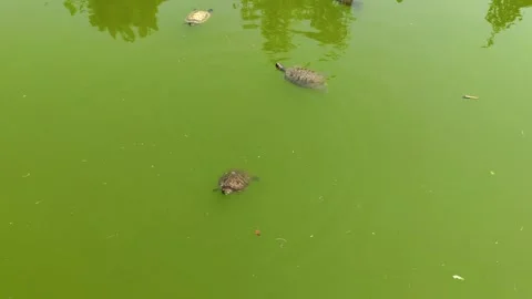 Turtle swims to fish Stock Footage 241102855