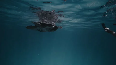 Turtle swims floating at surface with reflection mirrored on water Stock Footage 277386007