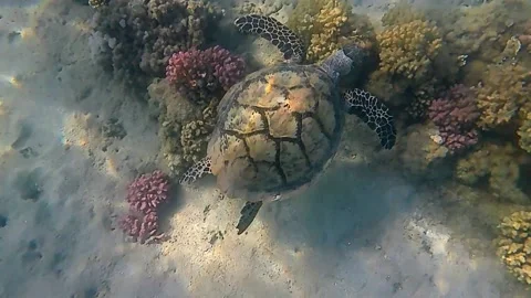  turtle swims Stock Footage 229037774