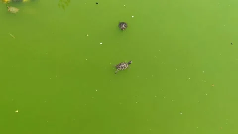 Turtle swims in green water Stock Footage 232412349