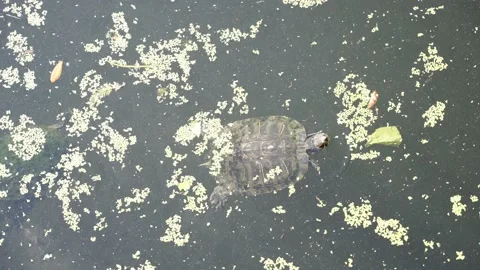 Turtle swims in the lake 120fps Stock Footage 220446467