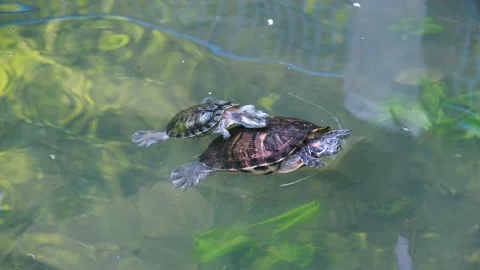 Turtle swims in the lake. Turtle close-up. freshwater turtle Video stock 199501546