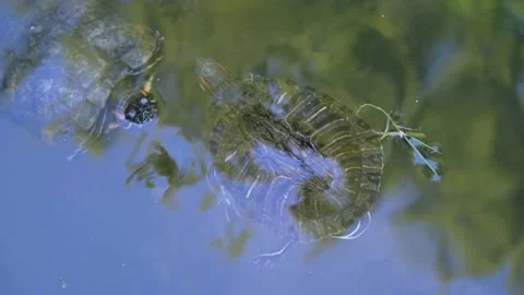 Turtle swims in the lake. Turtle close-up. freshwater turtle Stock Footage 200826247