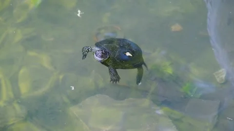 Turtle swims in the lake. Turtle close-up. freshwater turtle Stock Footage 200826372