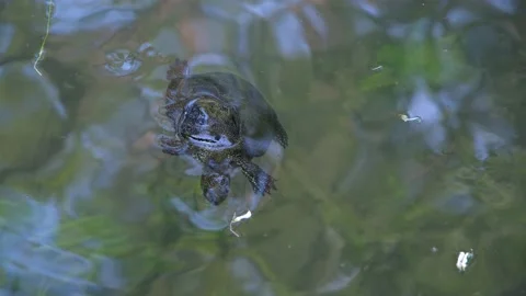 Turtle swims in the lake. Turtle close-up. freshwater turtle Stock Footage 201528189