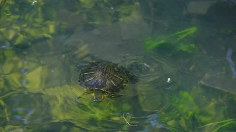 Turtle swims in the lake. Turtle close-up. freshwater turtle Stock-Footage 204715334