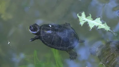Turtle swims in the lake. Turtle close-up. freshwater turtle Stock Footage 205412100