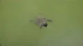 Turtle Swims In Murky Pond Water With Small Fish 4k or 4k+ Resolution