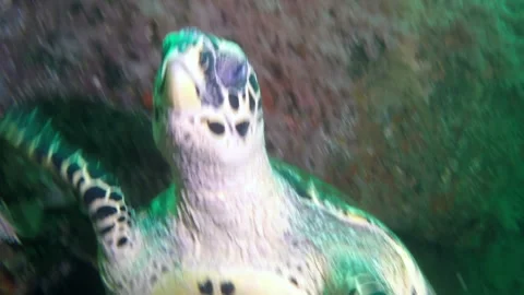 Turtle swims out of corals under clear waters of ocean close-up underwater. Stock Footage 235423284