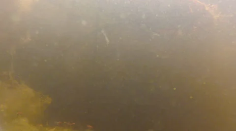 Turtle swims into pauses &amp; exits frame left Stock Footage 39583169