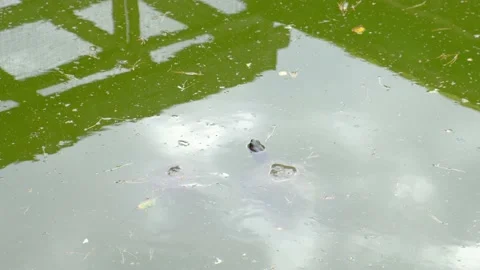 A turtle swims in a pond. The head of a turtle in green water. Stock Footage 220357666