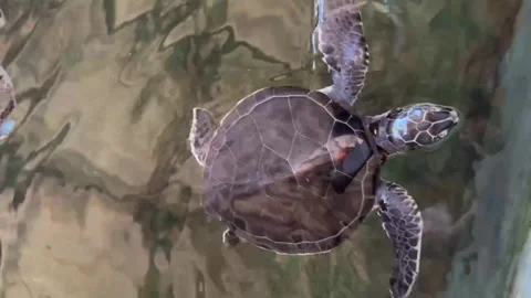 Turtle Swims In The Pool On The Turtle Farm Stock Footage 253713941