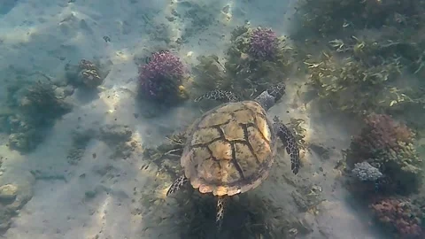 Turtle swims in sea Stock Footage 229037838