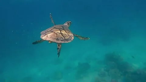 Turtle swims in sea Stock Footage 229983318