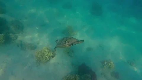 Turtle swims in sea Stock Footage 229983339