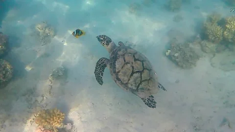 Turtle swims in sea Stock Footage 229983365
