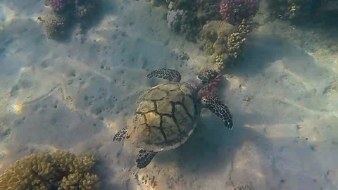 Turtle swims in sea Stock Footage 229983368