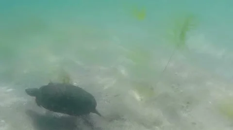 Turtle Swims in Slow Motion Stock Footage 58762032