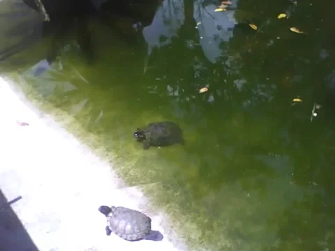 Turtle swims slowly, while the other sunbathes on the lake in the park Stock Footage 163679535