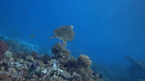 Turtle swims to surface Video stock 71232334