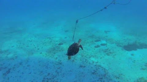 Turtle swims to surface with snorkelers Stock Footage 42447740