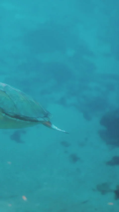 Turtle swims through clear blue water near rocks and coral in ocean Stock Footage 331759771