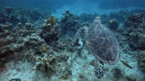 Turtle swims through Coral Reef Stock Footage 75798769