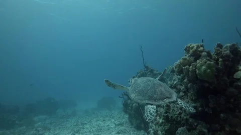 Turtle swims through Coral Reef Stock Footage 75798807