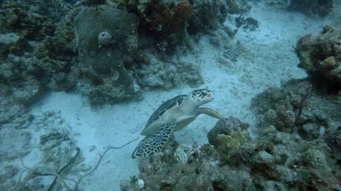 Turtle swims through Coral Reef Stock Footage 75798825