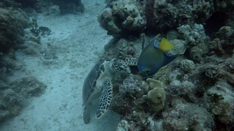 Turtle swims through Coral Reef Stock Footage 75798831