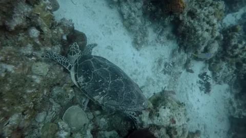 Turtle swims through Coral Reef Stock Footage 75798849