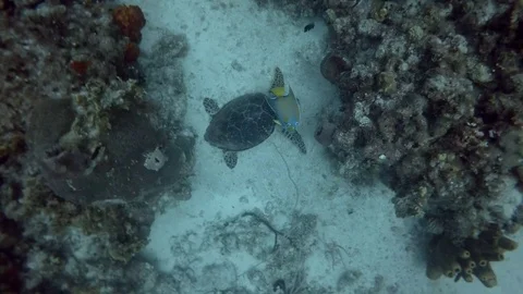 Turtle swims through Coral Reef Stock-Footage 75798863