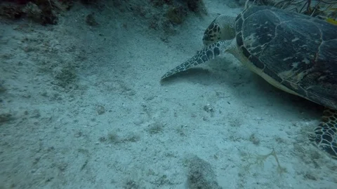 Turtle swims through Coral Reef Stock Footage 75798895