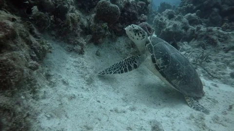 Turtle swims through Coral Reef Stock Footage 75798912