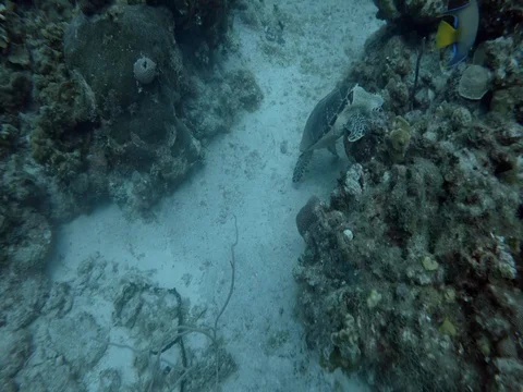 Turtle swims through Coral Reef Stock Footage 75799238