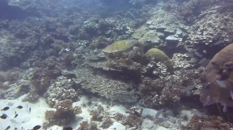 Turtle swims through hard coral Stock Footage 33097956