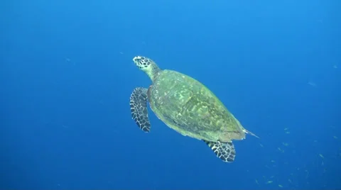 Turtle swims towards surface Stock Footage 33095866