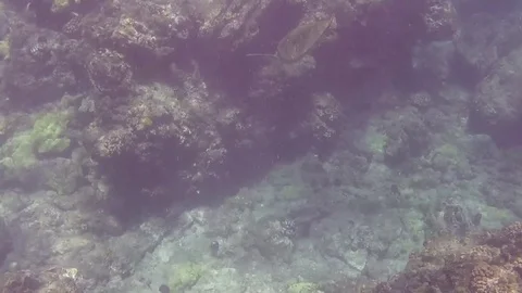 Turtle Swims Under Coral Video stock 79577097