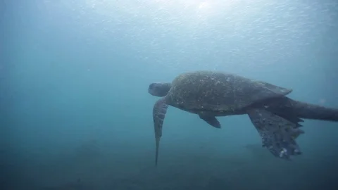 Turtle swims under school of sardines Stock Footage 76688671