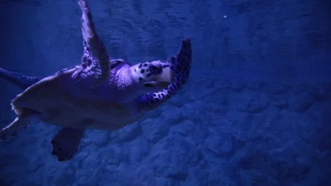 The turtle swims under water Stock Footage 110202978