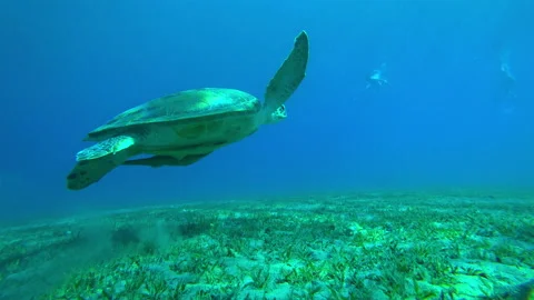 Turtle swims underwater Stockbeeldmateriaal 154649447