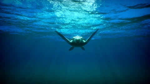 Turtle swims underwater Stock Footage 289981733