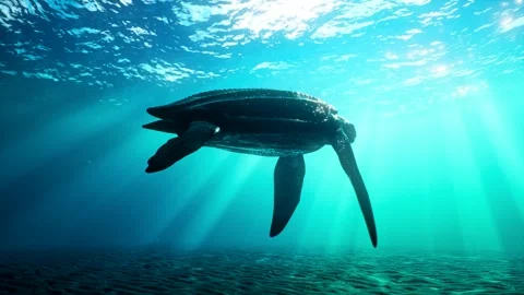 Turtle swims underwater Stock Footage 290231645