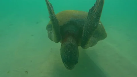Turtle swims underwater. Sandy bottom. Above big turtle. Waves flippers Stock Footage 178628144
